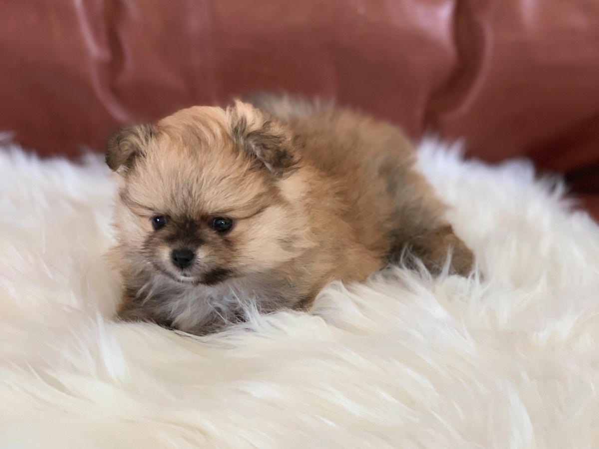 Pomeranian Welpen abzugeben