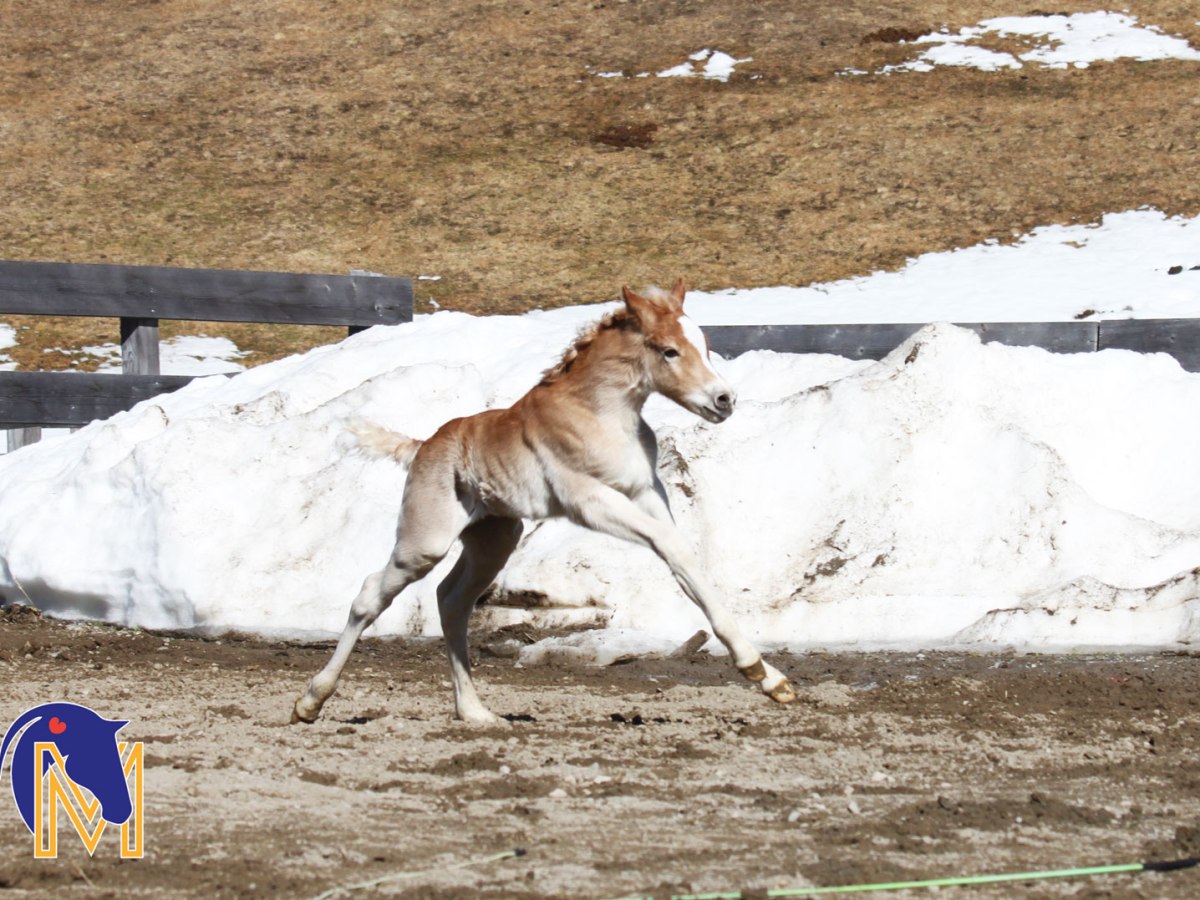 Haflinger Nachwuchs