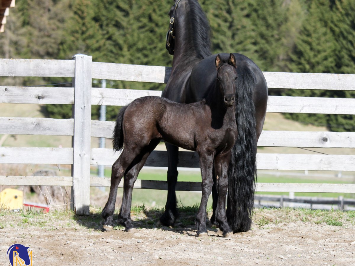 VERKAUFT – SOLD Hengstfohlen