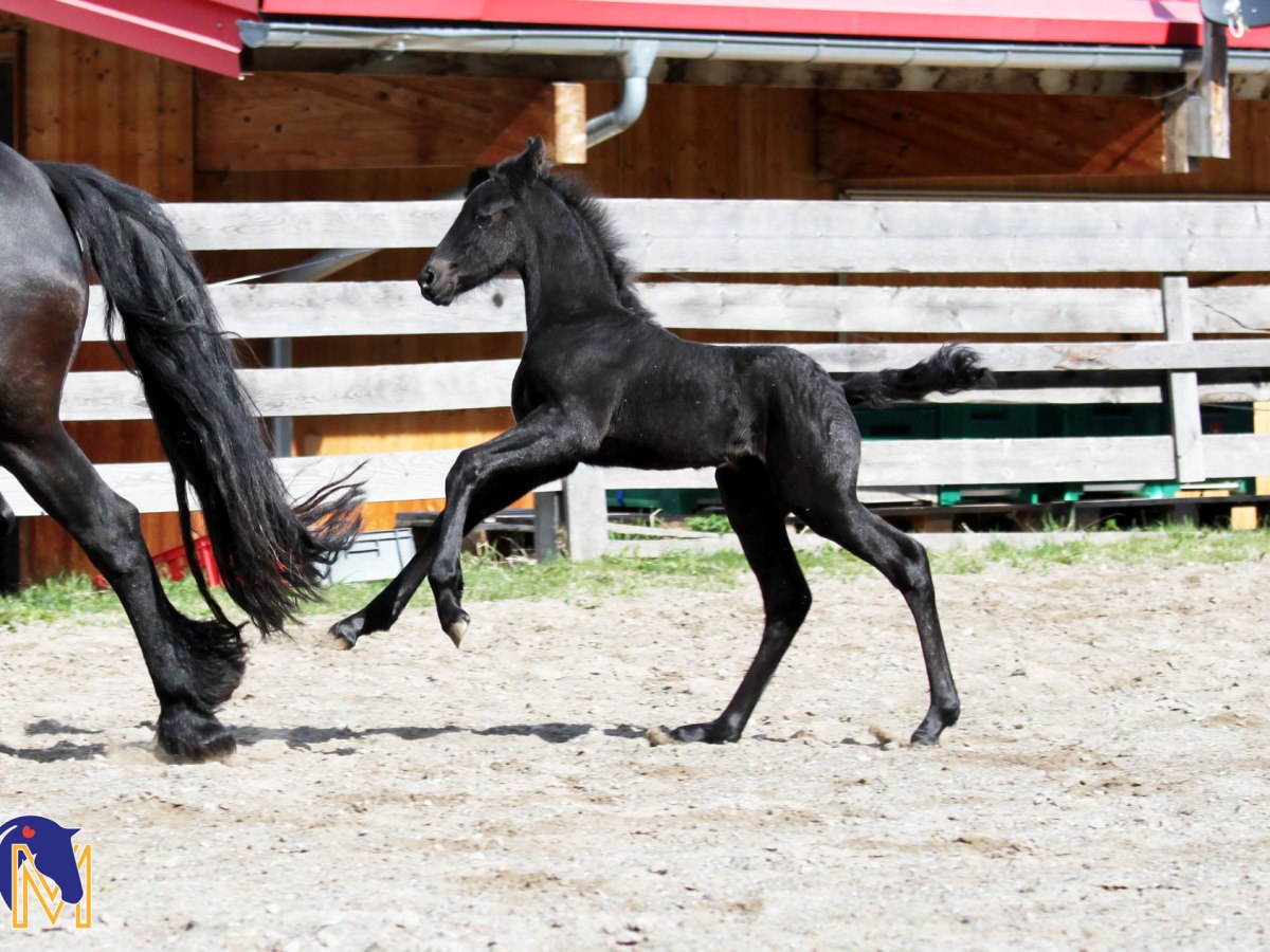 Stutfohlen von Auwert 514