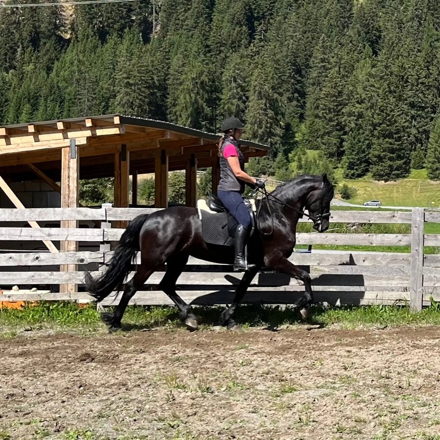 VERKAUFT – SOLD  4-jährige mit Traumcharakter