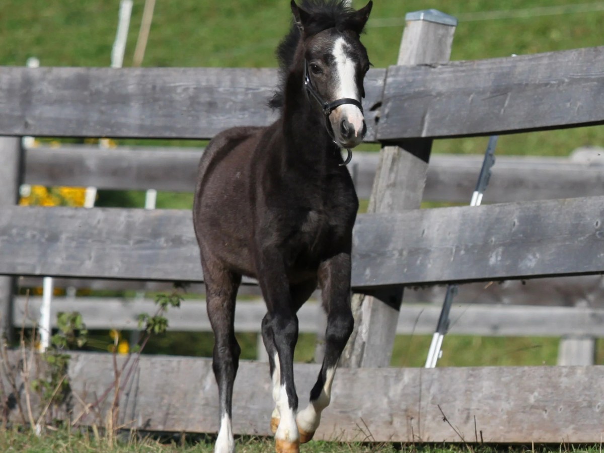 VERKAUFT Welsh-A Pony Stutfohlen