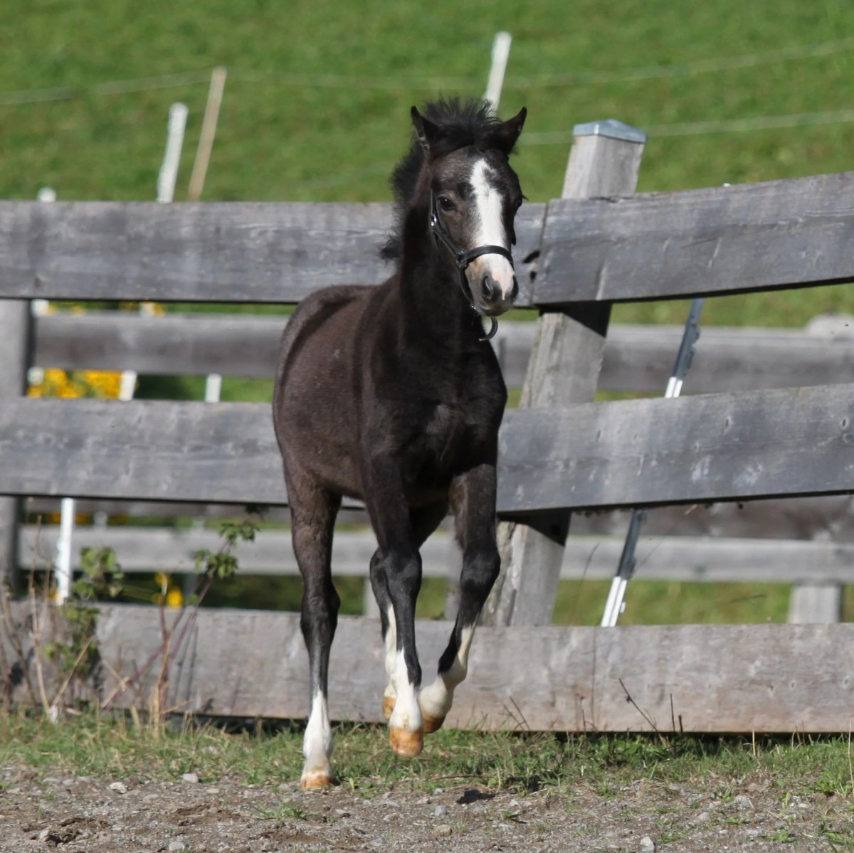 VERKAUFT Welsh-A Pony Stutfohlen