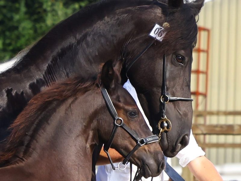 Friesen Hengstfohlen zu verkaufen