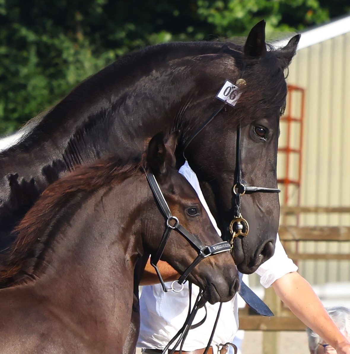 Friesen Hengstfohlen zu verkaufen