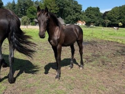 Friesen Stutfohlen zu verkaufen