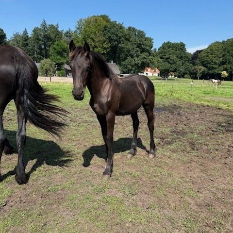 Friesen Stutfohlen zu verkaufen